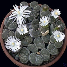 Load image into Gallery viewer, LITHOP SUCCULENT SEED