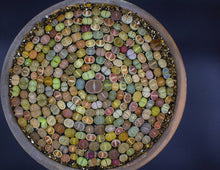 Load image into Gallery viewer, LITHOP SUCCULENT SEED