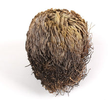 Load image into Gallery viewer, ROSE OF JERICHO
