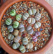 Load image into Gallery viewer, LITHOP SUCCULENT SEED