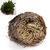 Load image into Gallery viewer, ROSE OF JERICHO