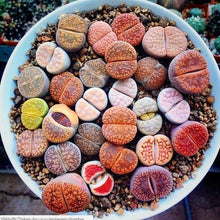 Load image into Gallery viewer, LITHOP SUCCULENT SEED