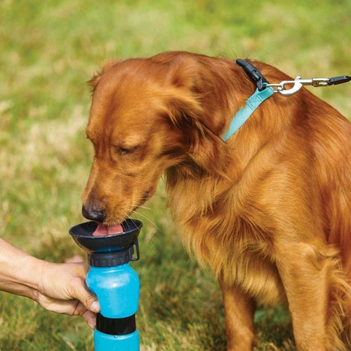 Doggy Bottle