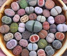 Load image into Gallery viewer, LITHOP SUCCULENT SEED