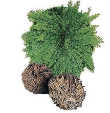 Load image into Gallery viewer, ROSE OF JERICHO